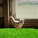 thumbnail image 5 of Nido de gallina artificial, cojín de musgo, decoración exterior, decoración interior, jardín, terraza, cojín de césped artificial, sustrato para jardín, plantación de césped, sustrato de, 5 of 9