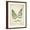 Brown Frame, variant on Art.com Vintage Ferns VII no Border Art Print by Wild Apple Portfolio, Black Frame Wall Art, 32" x 40"