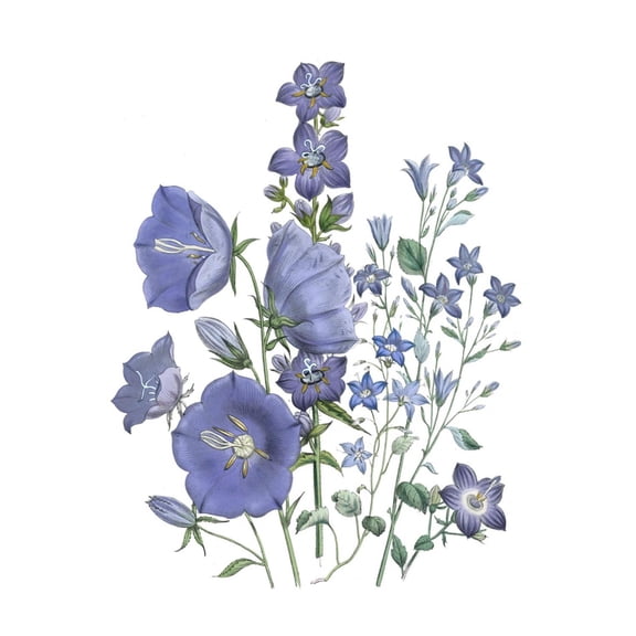 Art.com Loudon Florals II Art Print by Jane W. Loudon, 12" x 18"