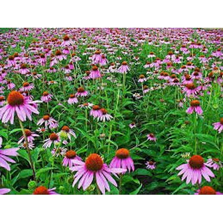 The Dirty Gardener Purple Coneflower Flowers - 500 (Best Time To Plant Coneflower Seeds)
