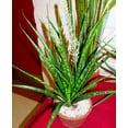 thumbnail image 3 of Kenya Hyacinth Snake Plant - Sanseveria parva - Very Fragrant - 6" Pot, 3 of 4
