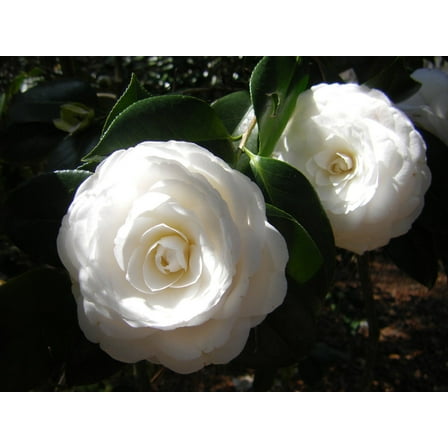 ( 1 ) - White By The Gate Camellia Japonica - Starter Plant ( 4L ) ( 1 live plant )
