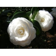 ( 1 ) - White By The Gate Camellia Japonica - Starter Plant ( 4L ) ( 1 live plant )