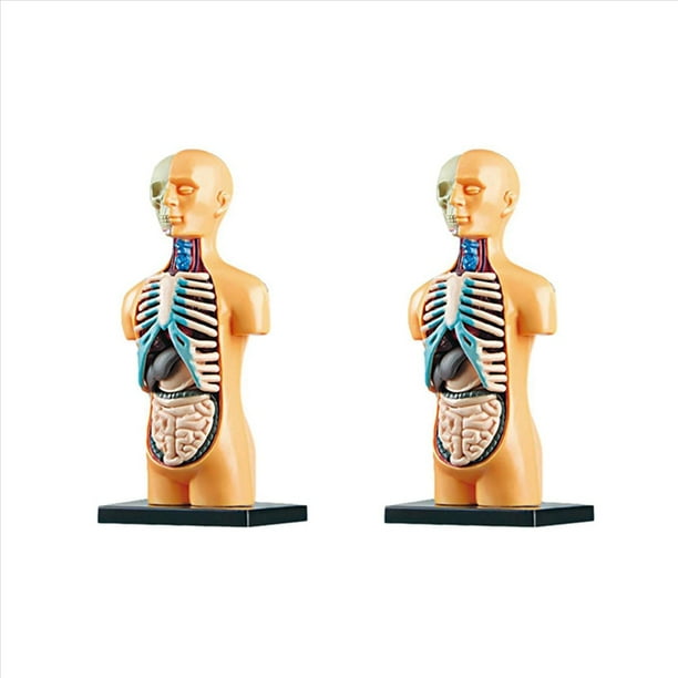 2X Modelo de Cuerpo de Torso Humano AnatóMico ExtraíBle 3D para EducacióN Juguete Estructura del Cuerpo Humano EnseñAnza para NiñO Chico Estudiante
