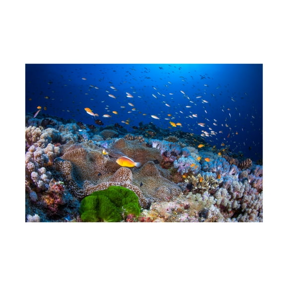 Canvas Wall Art - Barathieu Gabriel 'Anemon And Anthias' Wall Art for Living Room, Bedroom, or Office Décor by Trademark Fine Art - 19 x 12 Inches