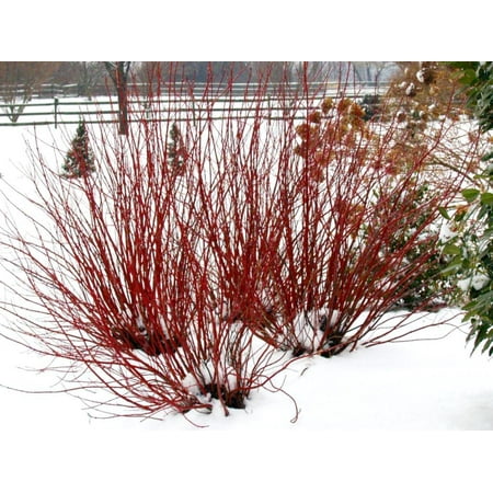 Arctic Fire Redosier Dogwood-Deciduous Shrub-Attracts Pollinators 3 Gallon