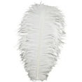 thumbnail image 3 of Zucker Feather Products  17-inch Ostrich Feather Drabs (12 pack), 3 of 5