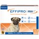 thumbnail image 1 of Tratamiento Antipulgas y Garrapatas Virbac Effipro Plus para Perros Pequeños 3 Dosis, 1 of 9