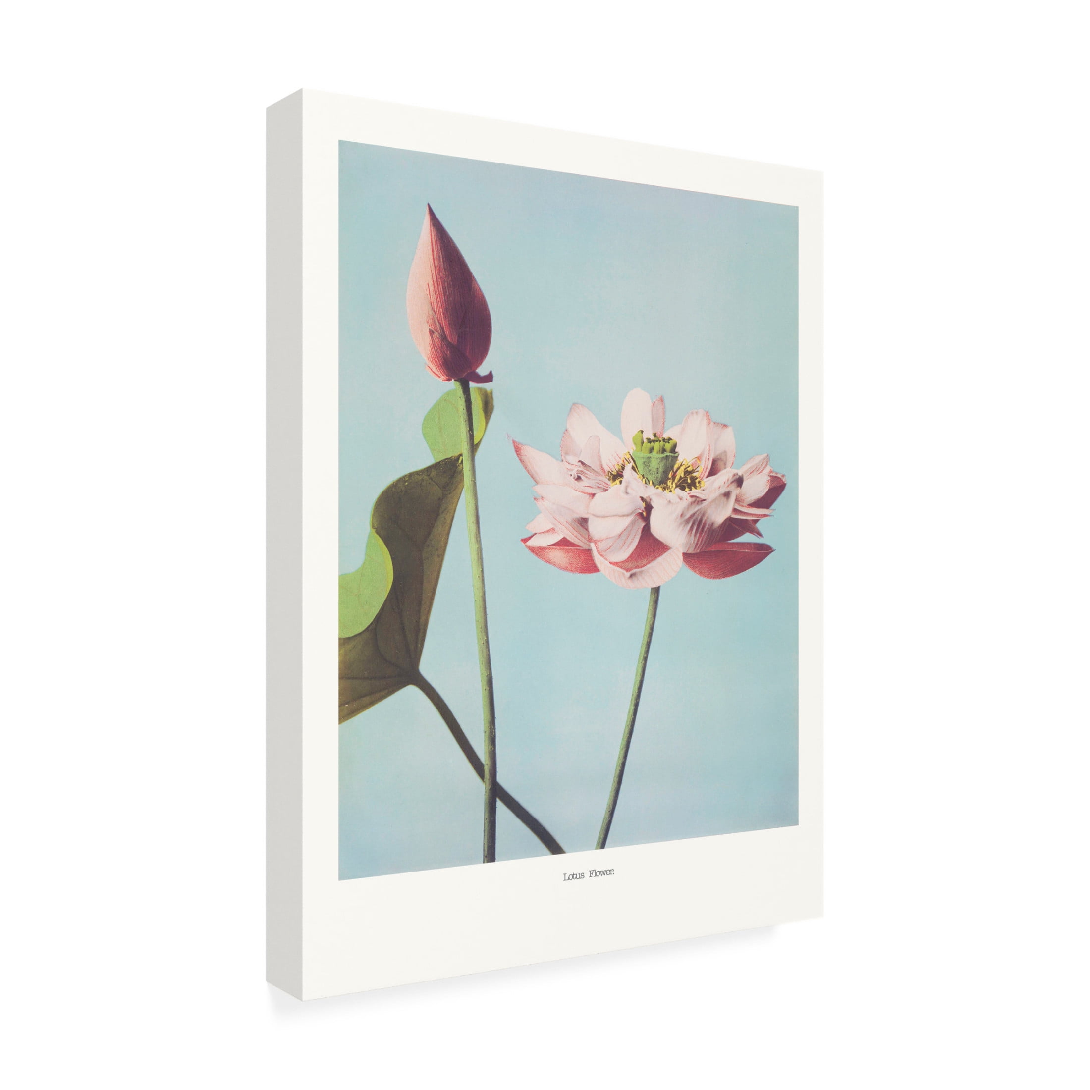Trademark Fine Art Pictufy   Lotus Flowers Canvas Wall Art
