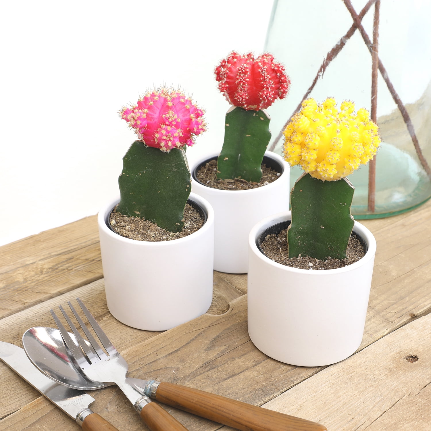 Altman Plants 2.5in Grafted Cactus Collection in White Ceramic Pots - 3 Pack