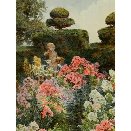 Old Fashioned Flowers 1906 Phlox Canvas Art George S Elgood 24 X 36 - 