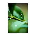 thumbnail image 2 of Gango Home Decor Suspended Dew I by Erin Berzel (Printed on Paper); One 24x36in Fine Art Paper Giclee Print, 2 of 4