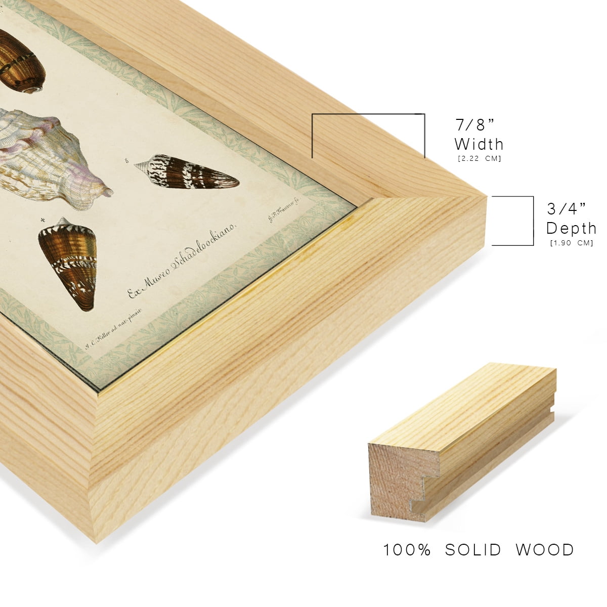 Bookplate Shells IV - Framed Print w/glass - Natural Wood