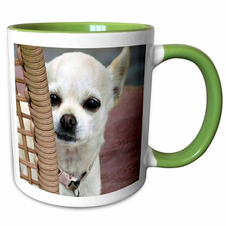 

3dRose Sad Chihuahua Pensive looking white Chihuahua has a face you can not refuse - Two Tone Green Mug 11-ounce