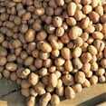 thumbnail image 2 of TomorrowSeeds - Russet Seed Potatoes - USDA Certified For Growers Tuber Brown Skin Idaho Potato Garden Growing Planting Vegetable Seed 2025 - 1 Pound, 2 of 10