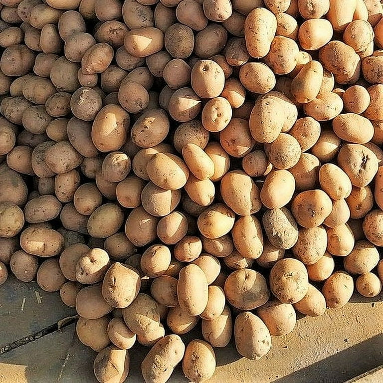 TomorrowSeeds - Russet Seed Potatoes - USDA Certified For Growers Tuber  Brown Skin Idaho Potato Garden Growing Planting Vegetable Seed 2025 - 1  Pound - Walmart.com