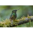 thumbnail image 2 of Jones, Adam 24x17 White Modern Wood Framed Museum Art Print Titled - Buff-tailed Coronet-Ecuador, 2 of 4