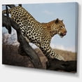 thumbnail image 2 of Leopard Walking on Tree - African Canvas Art Print, 2 of 3