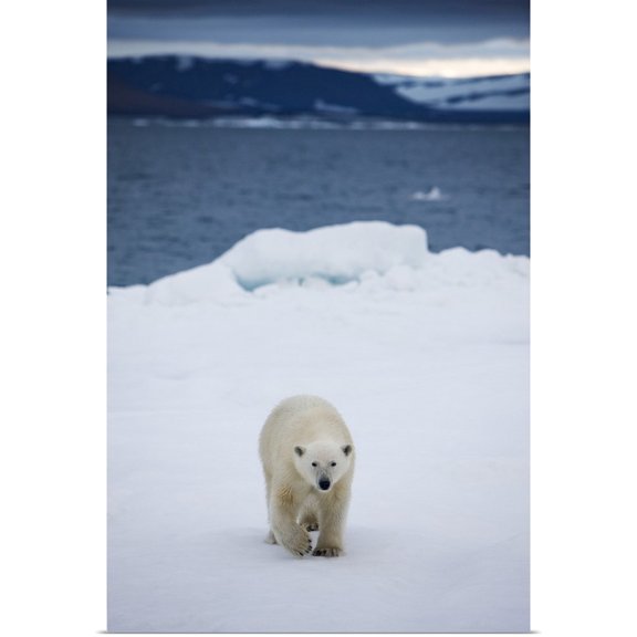 Great BIG Canvas | Rolled Paul Souders Poster Print entitled Polar Bear on Iceberg, Svalbard, Norway