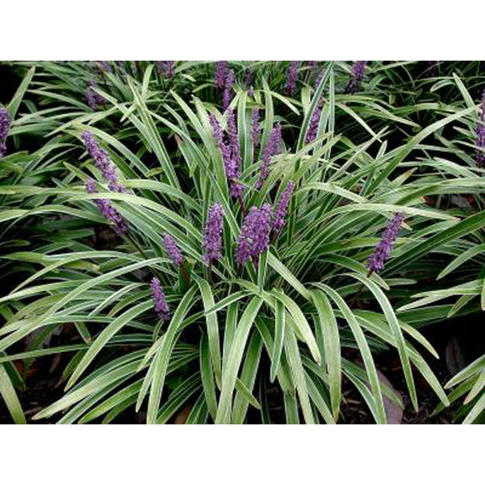 Classy Groundcovers Lily Turf 'Variegated' Lilyturf, Border Grass, Monkey Grass {54 Pots 2 1