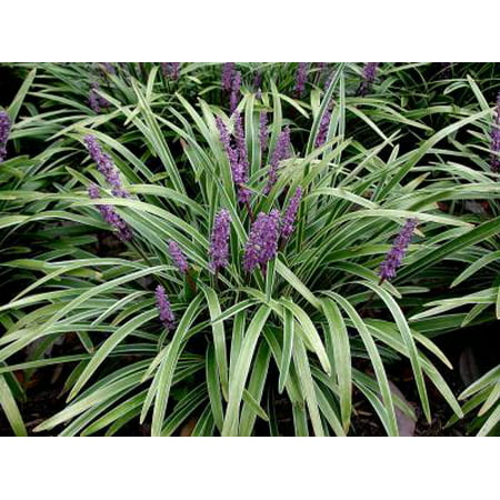 Classy Groundcovers - Lily Turf 'Variegated' Lilyturf, Border Grass, Monkey Grass {25 Pots - 3 1/2