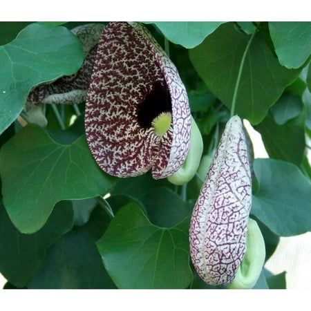 - Hardy Dutchman's Pipe Vine - Aristolochia durior - 2.5