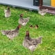 thumbnail image 4 of Naievear Rooster Decor Realistic Life-like Ornamental Double-sided Printing Acrylic Garden Statue Chicken For Yard, 4 of 5