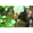 thumbnail image 2 of Logan Thomas 32x23 Gallery Wrapped Canvas Wall Art Titled - Caterpillar on Leaf I, 2 of 4