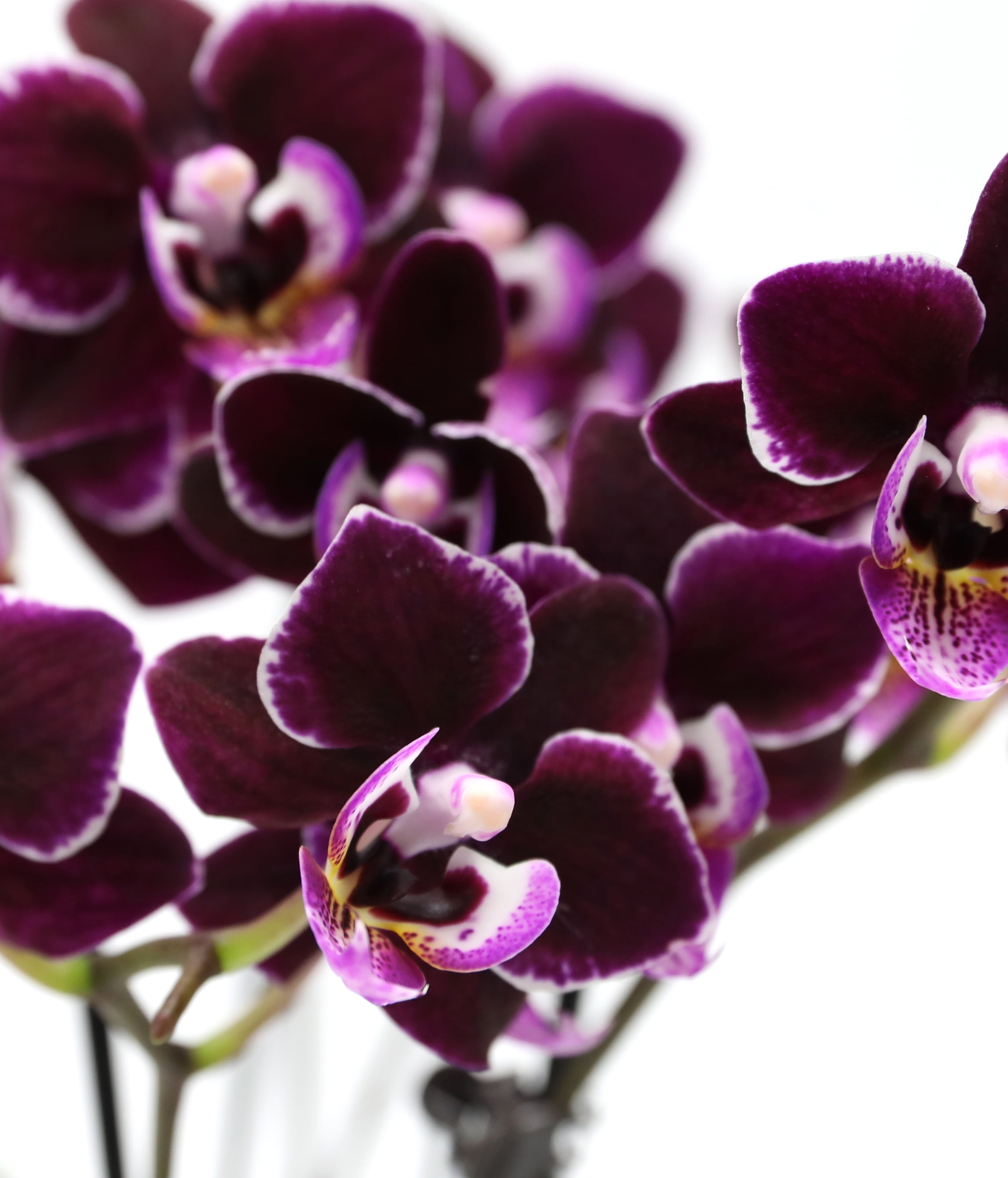 Green Circle Growers 6" Double Mini Dark Purple Orchid Live Plants in White Memphis Planter – Mother’s Day Gift