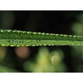 thumbnail image 3 of Bonin, Suzanne 14x12 Black Modern Framed Museum Art Print Titled - Dew on Leaf, 3 of 5