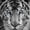 Blue Eye Tiger, variant on Elephant Stock Blue Eye Tiger Wall Art - Animal Canvas Canvas - 12" x 24"
