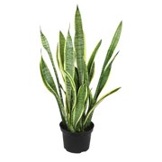 Premium Snake Plant (Sansevieria) in 8" Grower Pot, Live Plant, Grower's Choice Seasonal Selection