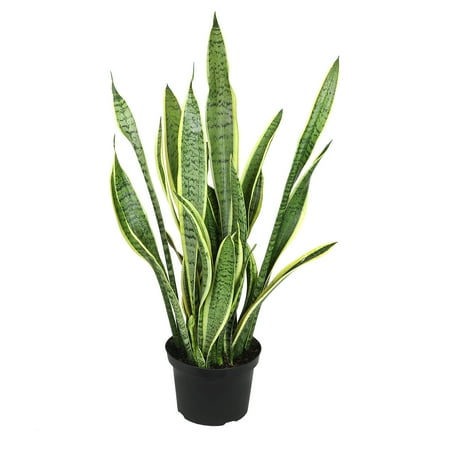 Premium Snake Plant (Sansevieria) in 8" Grower Pot, Live Plant, Grower's Choice Seasonal Selection
