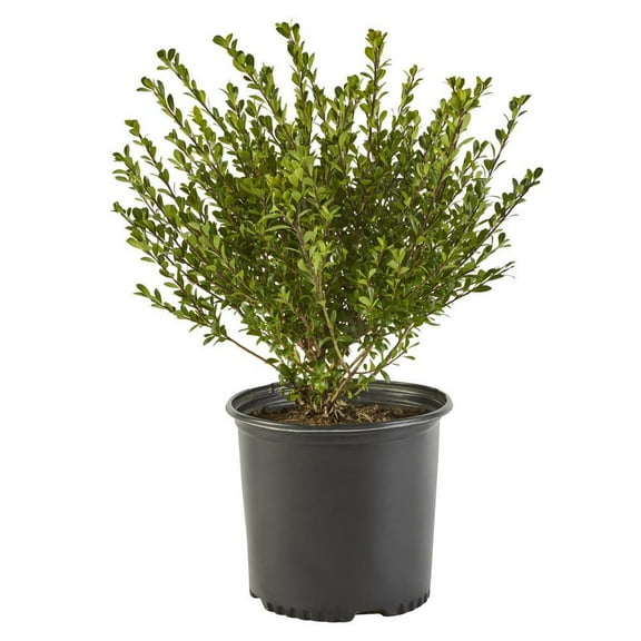 Expert Gardener Compacta Holly (Ilex) Live Shrub (2.25 Gallon)