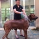 thumbnail image 2 of 2 en 1 Dog Er Pet Er con cepillo Dog Cat Ging Brush Massa Lar Medium S, 2 of 4