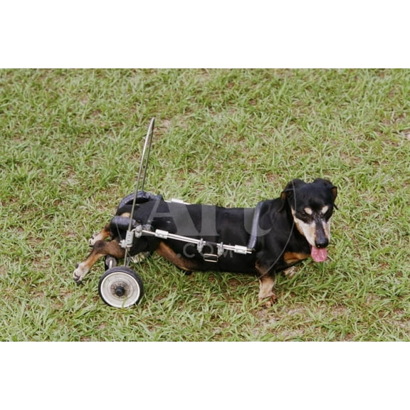 Dog Using a Dog Wheelchair, Unframed Photographic Print Wall Art by W^ Perry Conway Sold by Art.Com