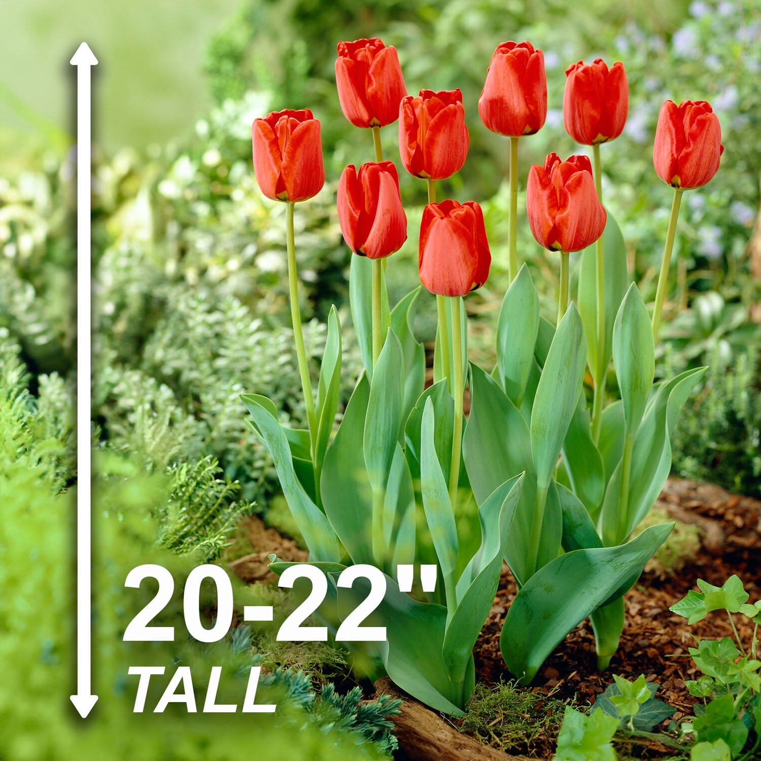 Garden State Bulb Darwin Hybrid Red Apeldoorn Tulip Flower Bulbs, 12/+ cm (Bag of 100)