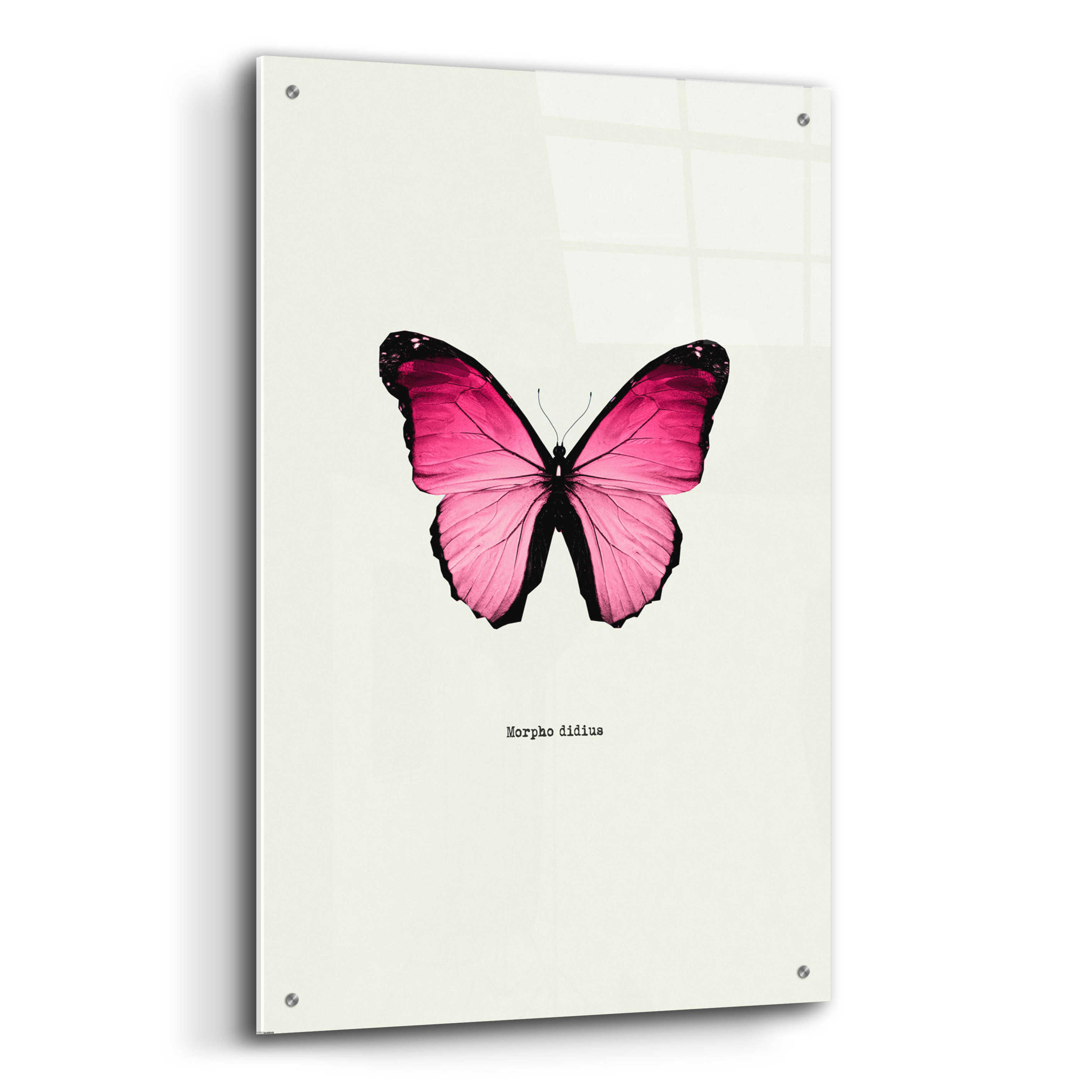 Epic Art 'Pink Butterfly' by GraphINC, Acrylic Glass Wall Art, 24"x36"