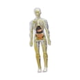 thumbnail image 3 of Modelo de cuerpo humano Juguete de anatomía para niños, órganos extraíbles, modelo de esqueleto Kids Modelo de órgano de torso humano para suministros Transparente, 3 of 9