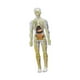 thumbnail image 3 of Modelo de cuerpo humano para niños, modelo esqueleto para niños órganos removibles partes del cuerpo, órganos anatomía figura para enseñanza de ayuda Transparente, 3 of 8