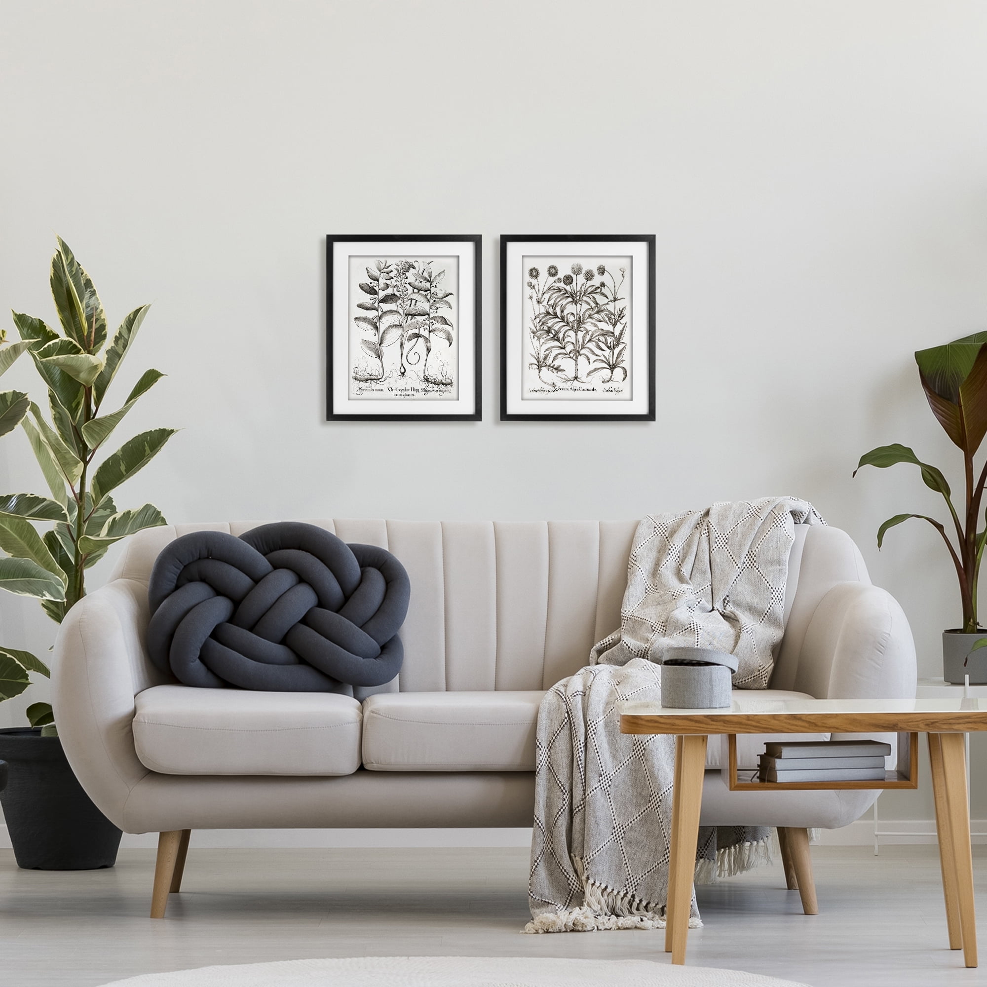 Botanical Root & Plant Studies 2 Piece Black Framed Print Under Glass Set, design by Lettered and Lined