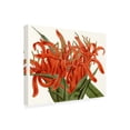 thumbnail image 2 of Curtis 'Striking Coral Botanicals I' Canvas Art, 2 of 3