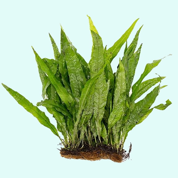 Java Fern Mat (Microsorum Pteropus) on Mat Size: Half Mat Live Aquarium Plants BUY 2 GET 1 FREE