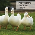 thumbnail image 5 of New Country Organics I Organic Duck Grower Feed I 19% Protein I Certified Organic and Soy-Free Duck Food for Healthy Growth | Ideal for Wild & Pet Ducks | Prevents Angel Wing I 40 lbs, 5 of 6