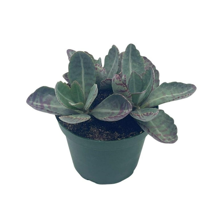 Kalanchoe Humilis, Desert Surprise, Variegated Donkey Ears Plant, Kalanchoe  gastonis-bonnieri Purple - Walmart.com