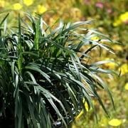 Altman Plants Mondo Grass | 1 gal. Grow Pot; Full to Partial Sun | Garden Annual, Outdoor Plant
