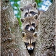 thumbnail image 2 of CafePress - Baby Raccoon Trio Tote Bag - Unisex Canvas Tote Bag, Beige, 1-Piece, 2 of 6
