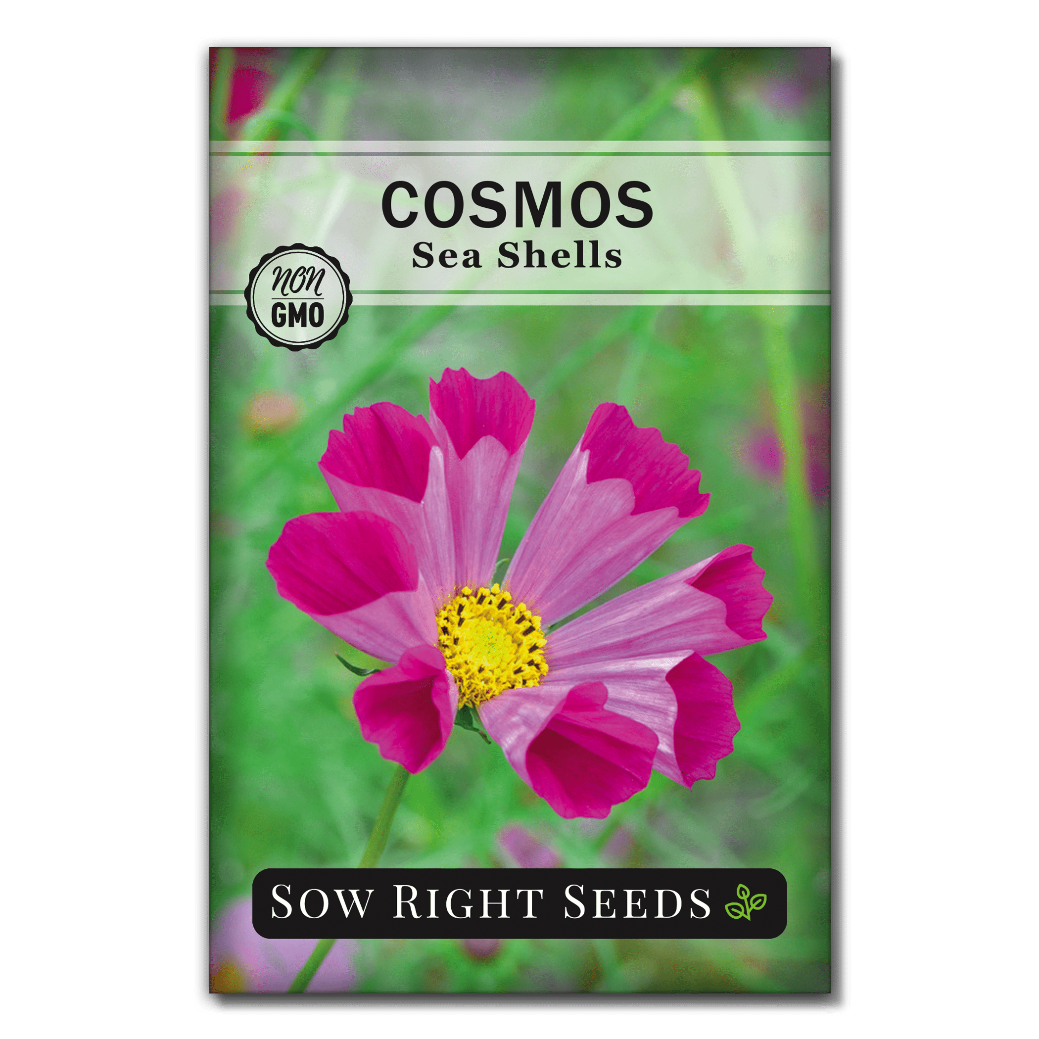 Heirloom Cosmos Non-Gmo  Draws Butterflies 50ct Seashells Pink Cosmos Seeds 