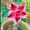A, variant on Desert Rose, Low Maintenance - Easy Grow - Ideal for Beds Borders, Plant Pots & Planters