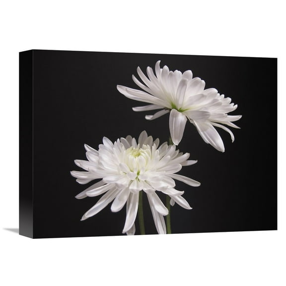 Global Gallery Kelly Holm,'Simple Beauty' Stretched Canvas Artwork